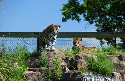 Jaguars at Chester Zoo