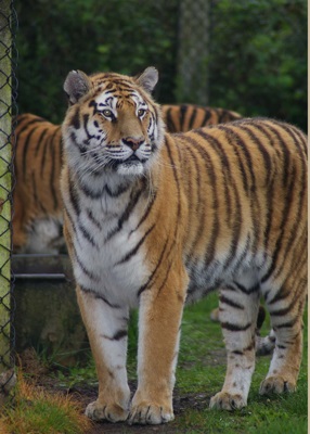 Tigers at Wooburn Safari Park